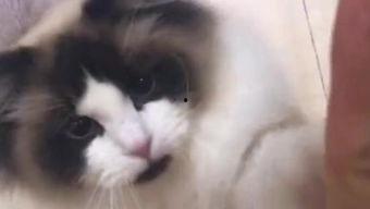 幽默大赛猫咪网红,猫咪界的幽默大赛风云录